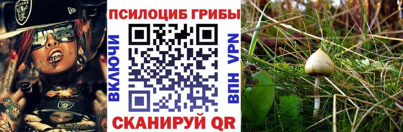 Галлюциногенные грибы Psilocybe Шумиха
